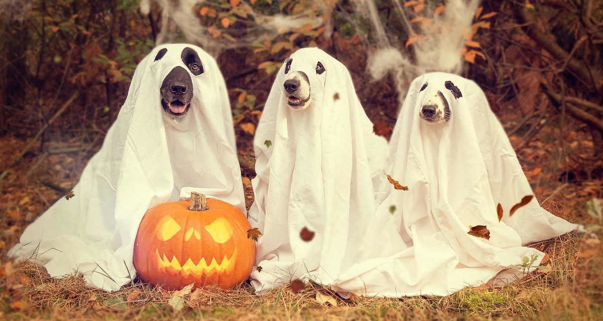 20 GIF de Halloween para compartir con tus amigos y familia