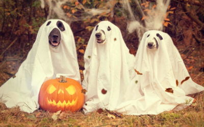 20 GIF de Halloween para compartir con tus amigos y familia