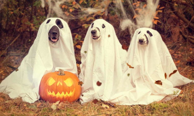 20 GIF de Halloween para compartir con tus amigos y familia