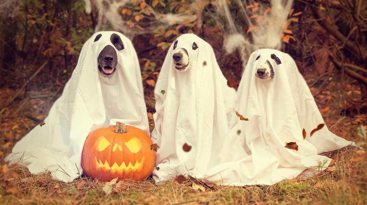 20 GIF de Halloween para compartir con tus amigos y familia