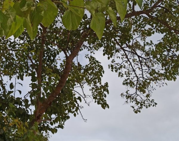 64 megapixeles redmi note 8 pro 0