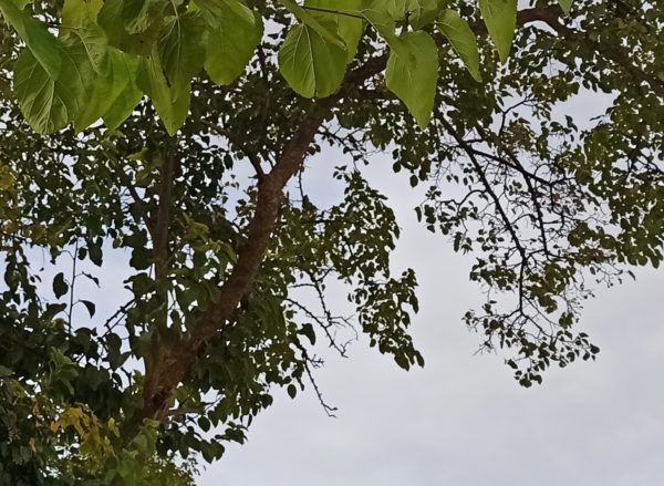 64 megapixeles redmi note 8 pro 1