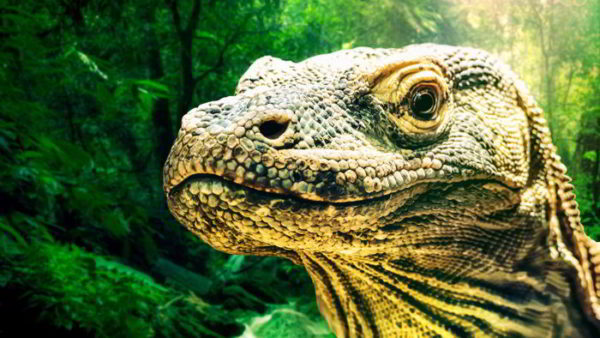 Los 10 mejores documentales de animales en Netflix