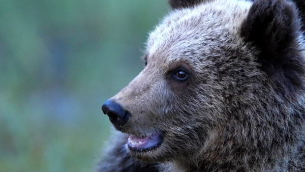 Los 10 mejores documentales de animales en Netflix