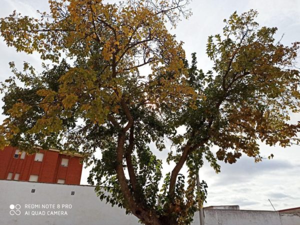 camara redmi note 8 pro 39