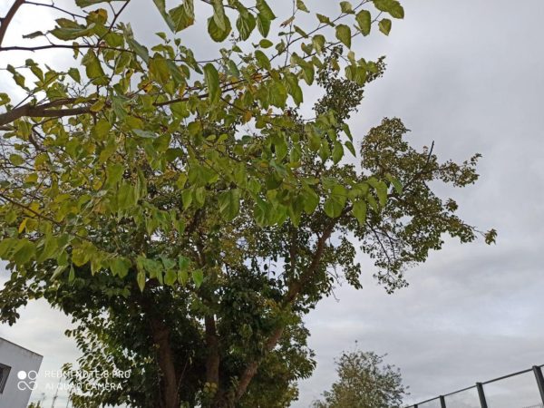 camara redmi note 8 pro 42