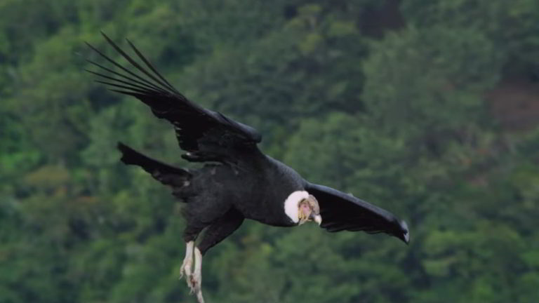 Los 10 mejores documentales de animales en Netflix