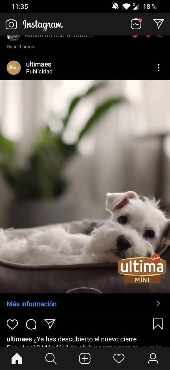 publicidad instagram comida perro
