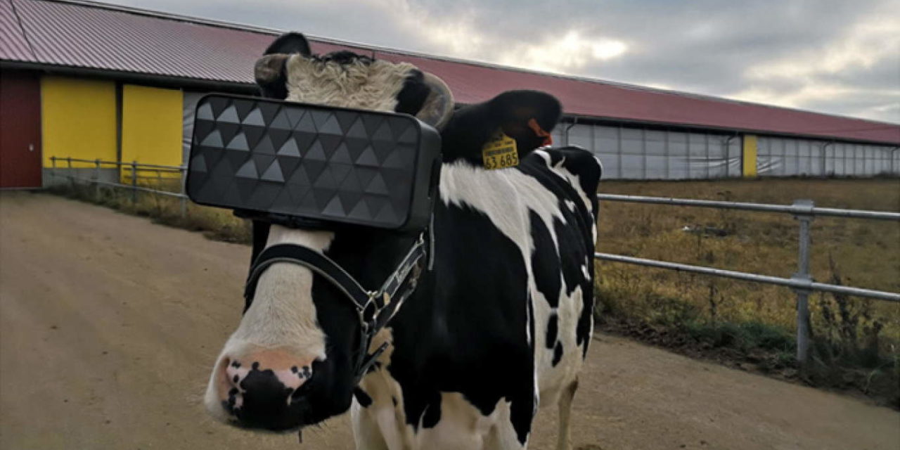 ¿Qué hace esta vaca con unas gafas de realidad virtual puestas?