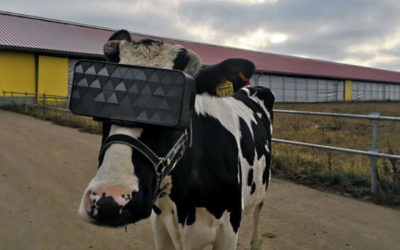 ¿Qué hace esta vaca con unas gafas de realidad virtual puestas?