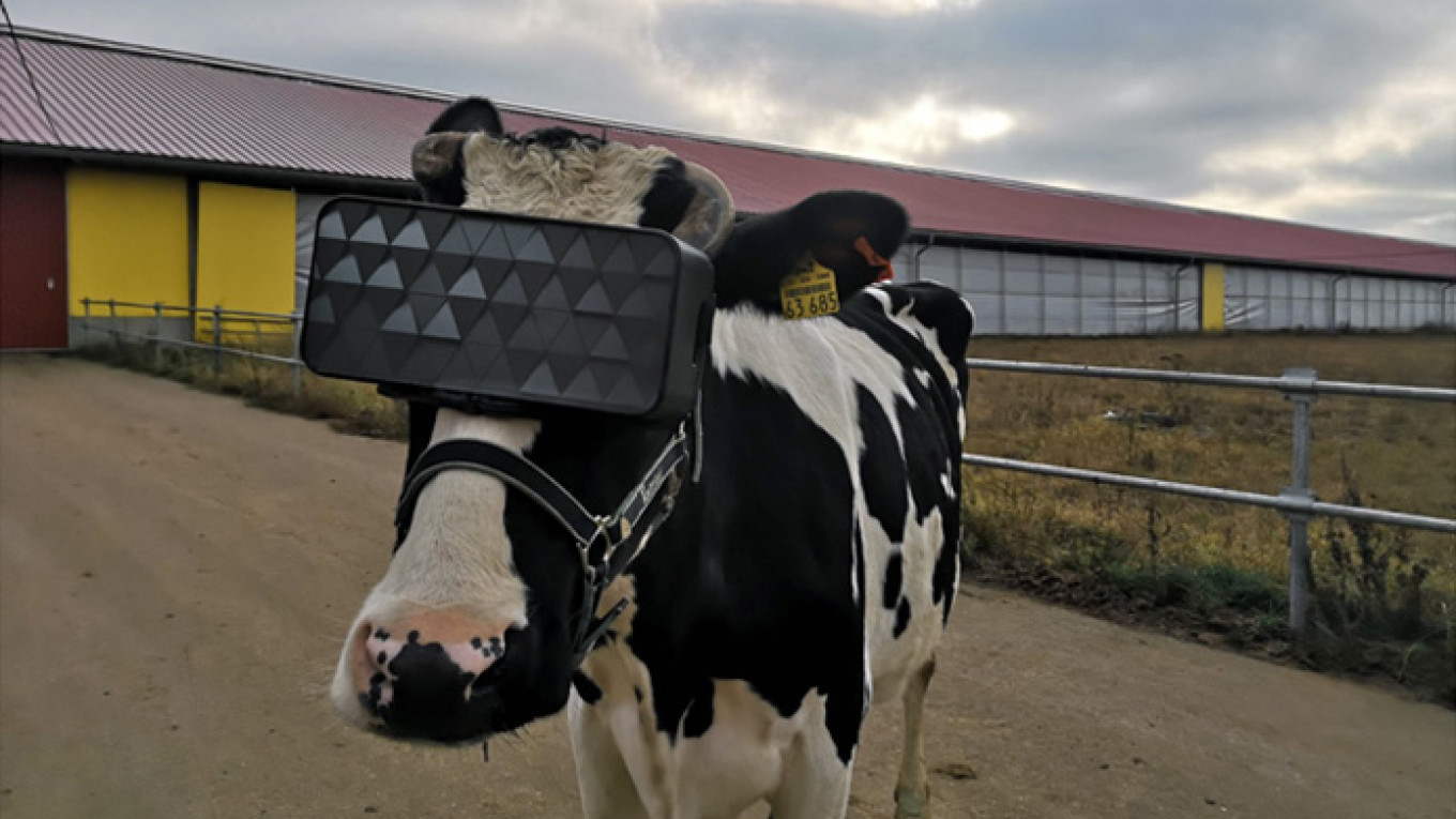 ¿Qué hace esta vaca con unas gafas de realidad virtual puestas?