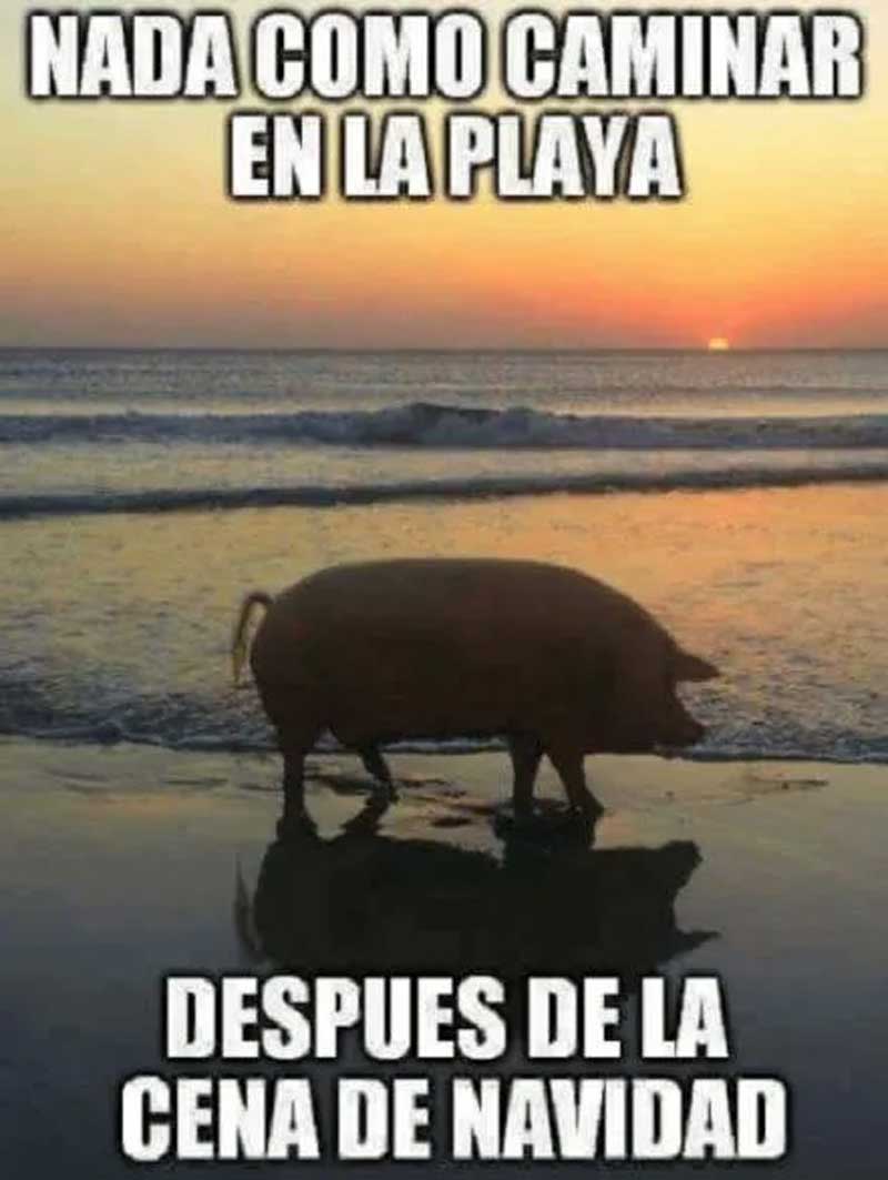 memes y GIF graciosos para celebrar la Navidad con amigos y familia cerdito