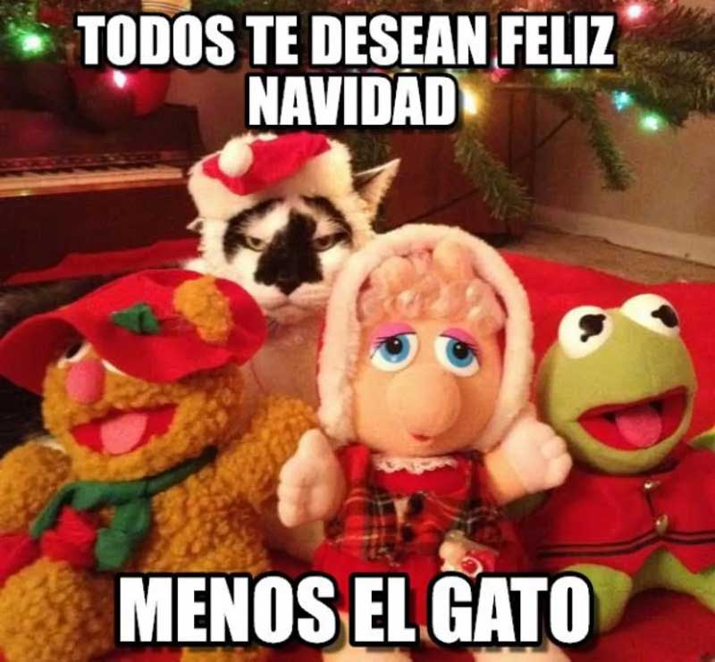 memes y GIF graciosos para celebrar la Navidad con amigos y familia gato