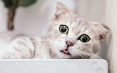 Los mejores memes en español sobre gatos para sobrevivir a la semana