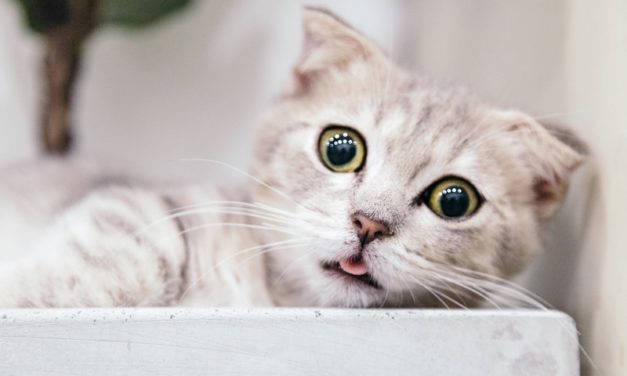 Los mejores memes en español sobre gatos para sobrevivir a la semana
