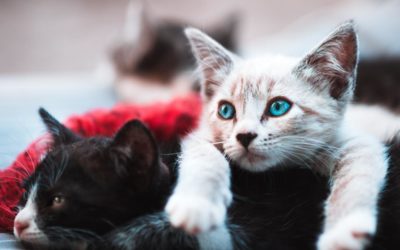 Lo último en wearables: tu gato también llevará un collar de actividad