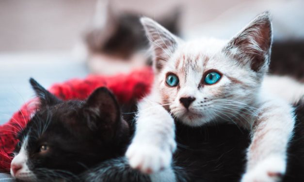 Lo último en wearables: tu gato también llevará un collar de actividad