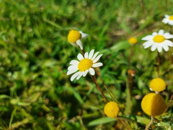 fotos camara samsung galaxy a71 1