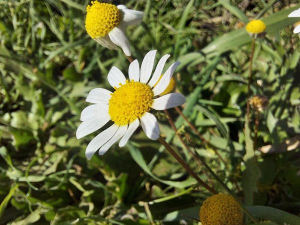 fotos camara samsung galaxy a71 2