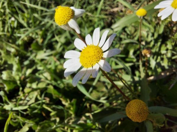 fotos camara samsung galaxy a71 3