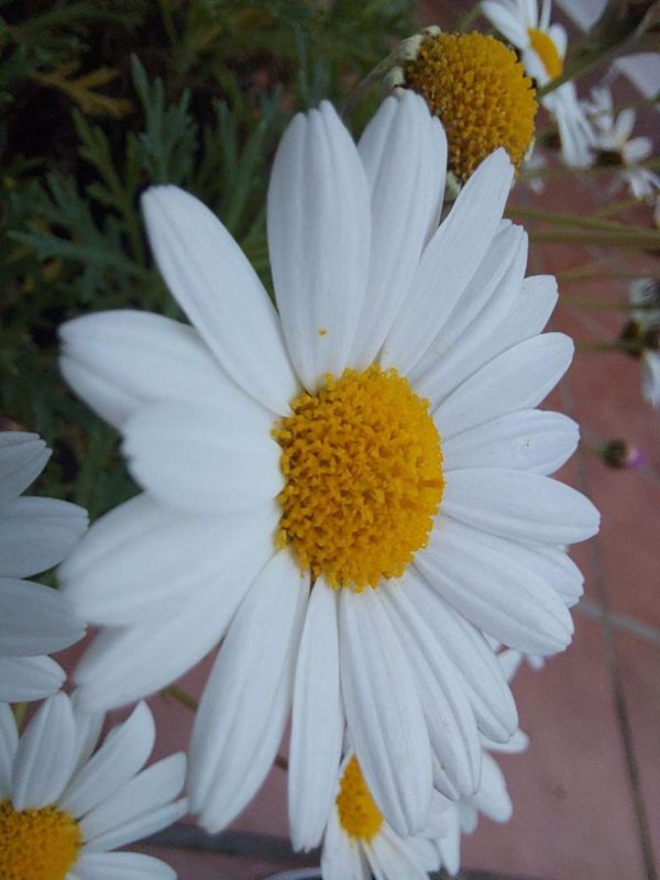 fotos camara samsung galaxy a71 40