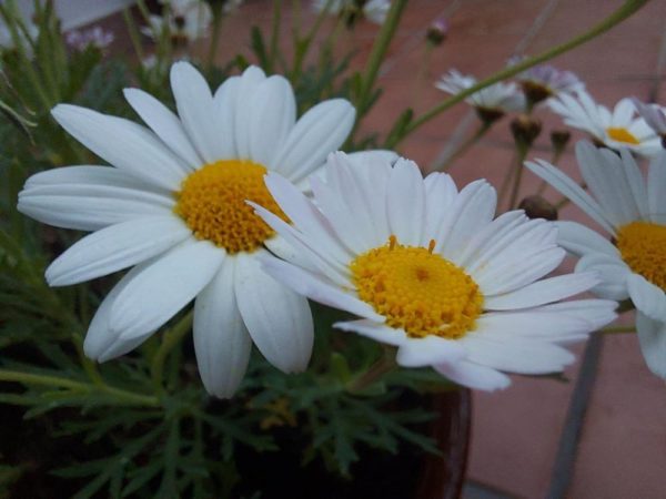 fotos camara samsung galaxy a71 41