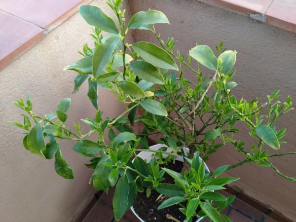 IMG20200504174500