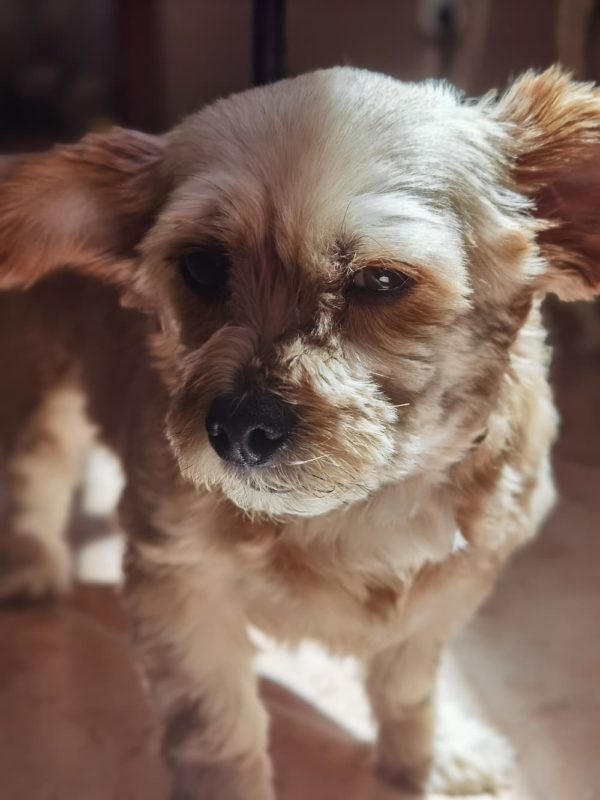 fotos huawei p40 pro plus 4