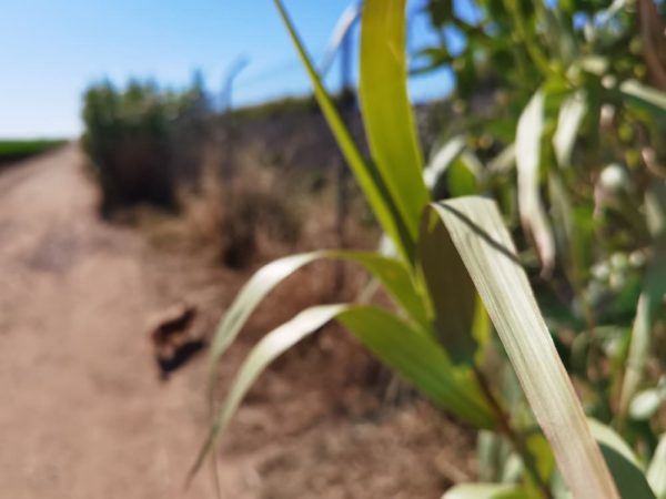 fotos huawei p40 pro plus 44
