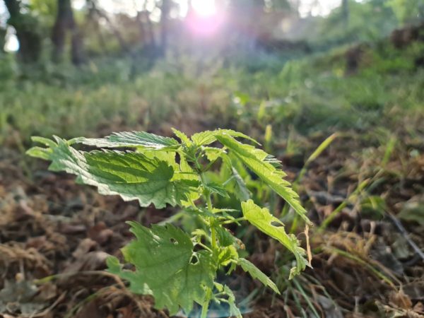 Samsung-galaxy-note-20-ultra-fotos-75