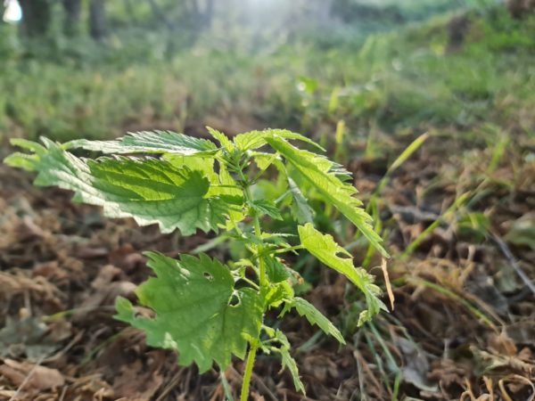 Samsung-galaxy-note-20-ultra-fotos-77