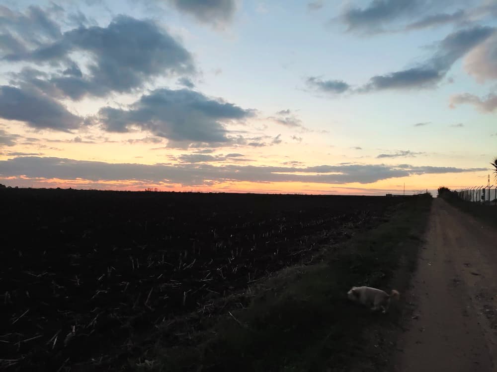 Mi experiencia con el Vivo X51 5G tras tres semanas de uso 19 fotos vivo x51 5g 22