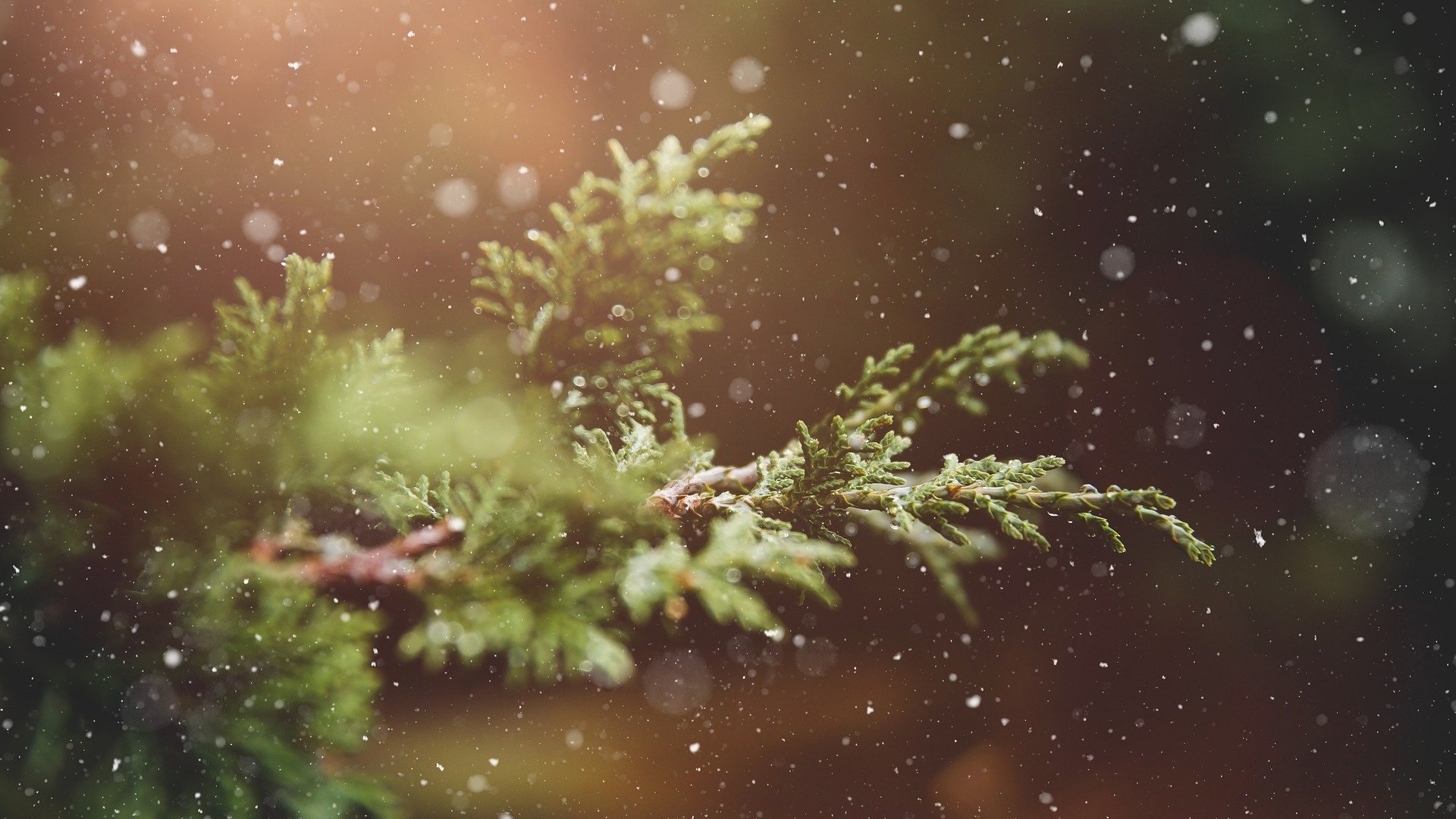 20 Free Christmas Backgrounds To Use On Zoom 11