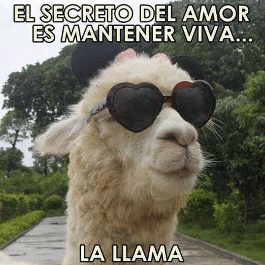 meme san valentin llama