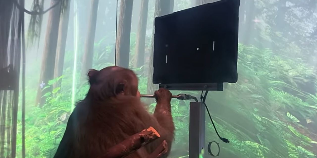 El vídeo del mono jugando al Pong con su mente que está dando la vuelta al mundo