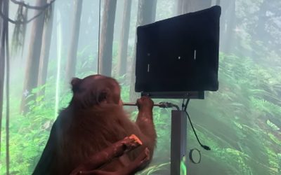 El vídeo del mono jugando al Pong con su mente que está dando la vuelta al mundo