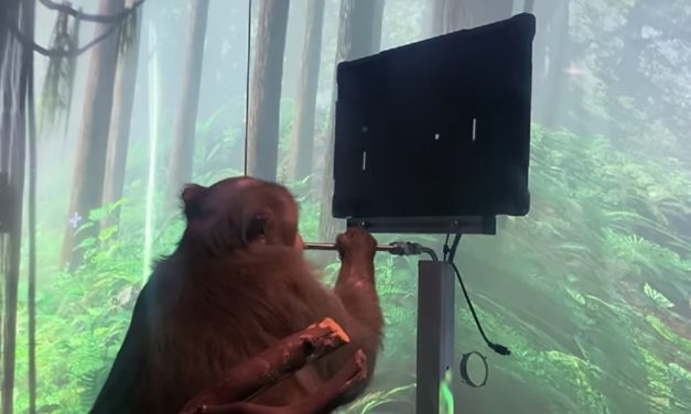 El vídeo del mono jugando al Pong con su mente que está dando la vuelta al mundo