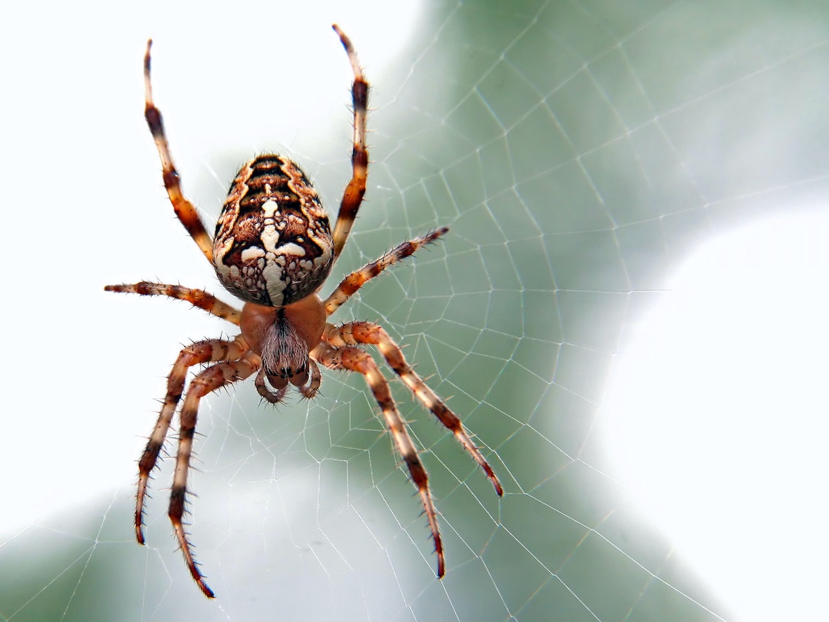 9 tecnologías que hemos copiado de la naturaleza 1