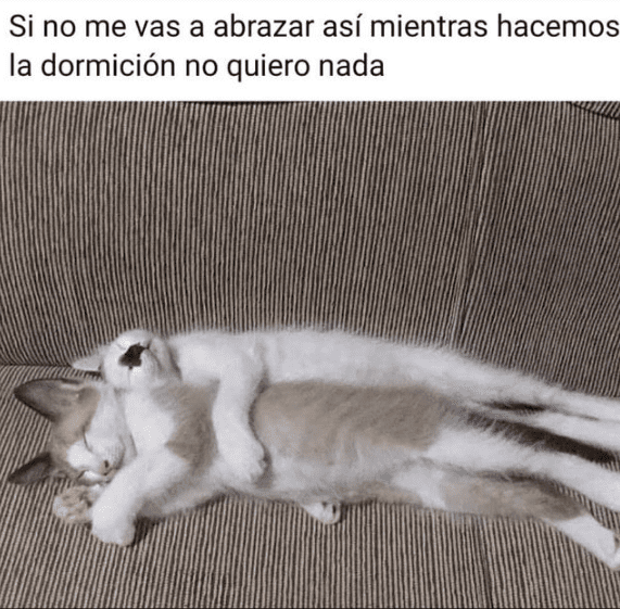 Los mejores memes en español sobre gatos para sobrevivir a la semana 1