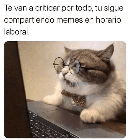 Los mejores memes en español sobre gatos para sobrevivir a la semana 4