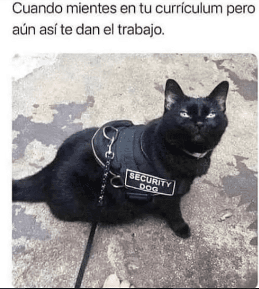 Los mejores memes en español sobre gatos para sobrevivir a la semana 3