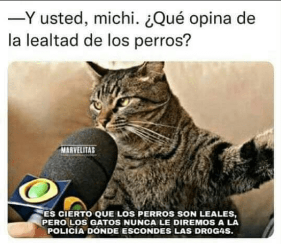 Los mejores memes en español sobre gatos para sobrevivir a la semana 5