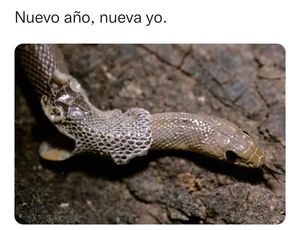 Los memes más graciosos de la resaca de Fin de Año y los lunes que vienen 1