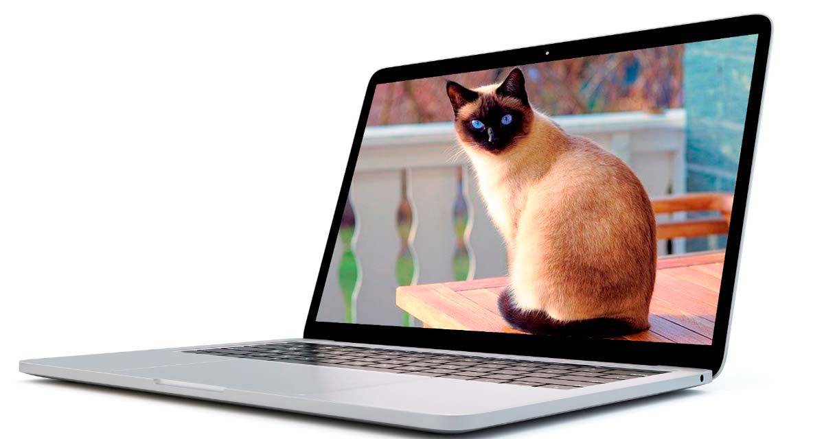 17 fondos de pantalla para PC de gatitos