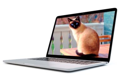 17 fondos de pantalla para PC de gatitos