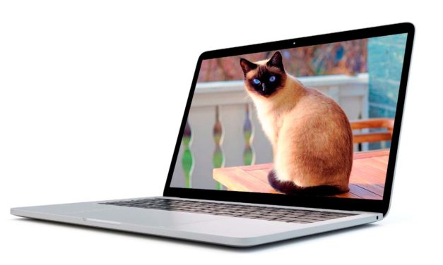 17 fondos de pantalla para PC de gatitos