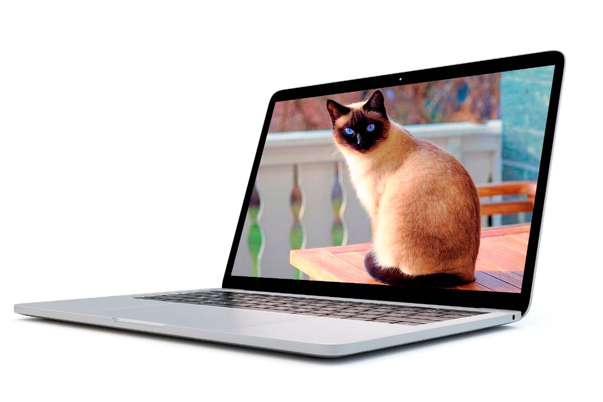 17 fondos de pantalla para PC de gatitos 00