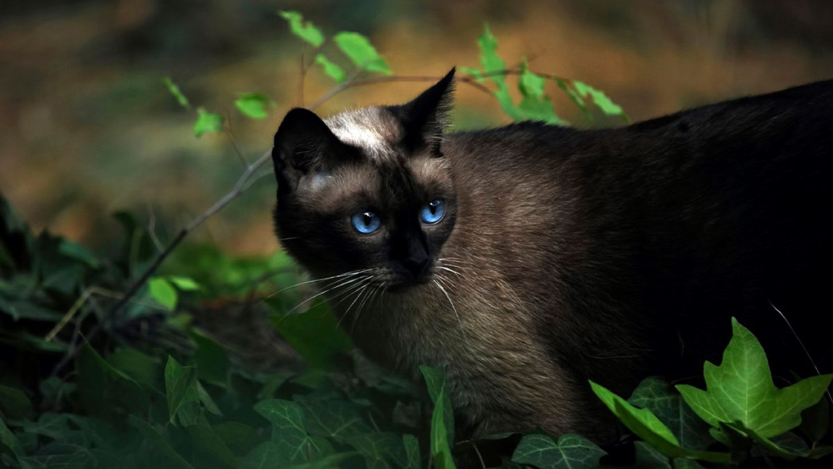 17 fondos de pantalla para PC de gatitos 12