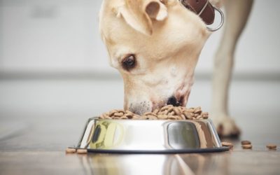¿Cuál es la mejor tienda online de España para comprar comida de animales?