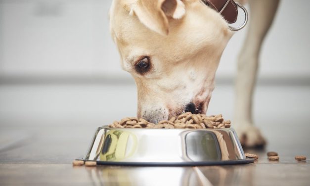 ¿Cuál es la mejor tienda online de España para comprar comida de animales?